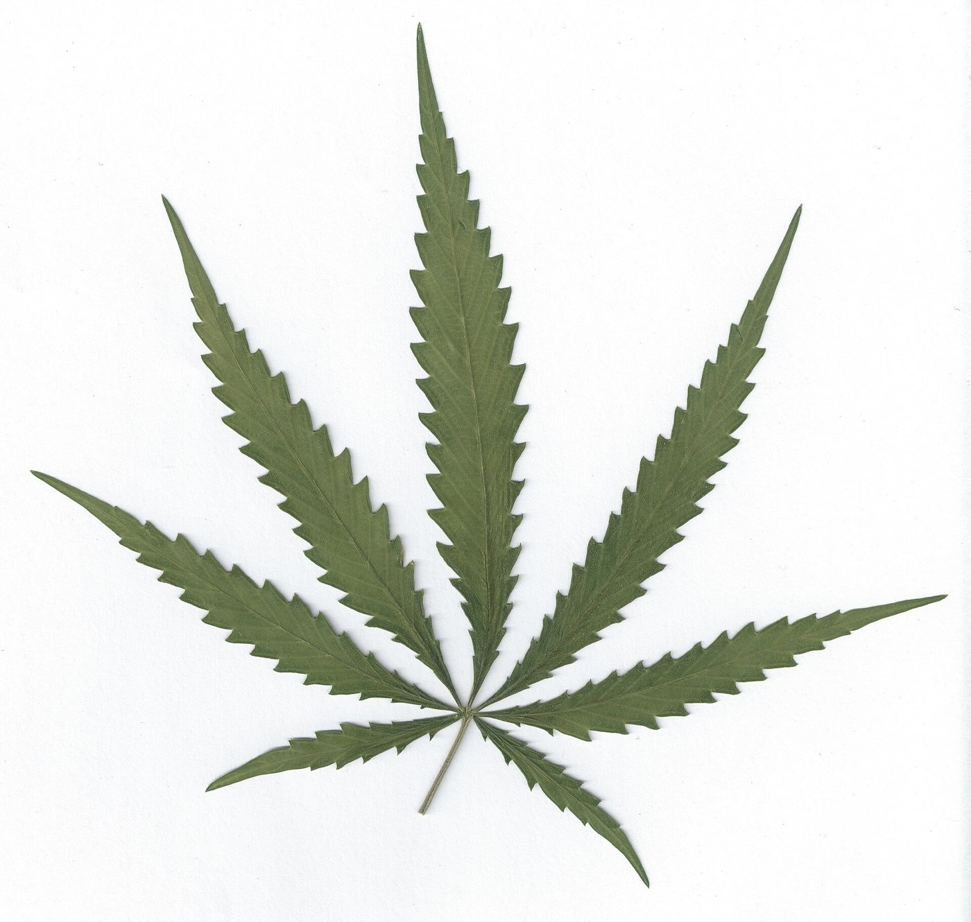 Cannabis sativa leaf