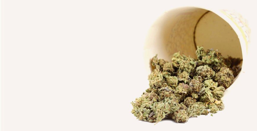 Buy Budget Buds online in Canada — Bulk Buddy