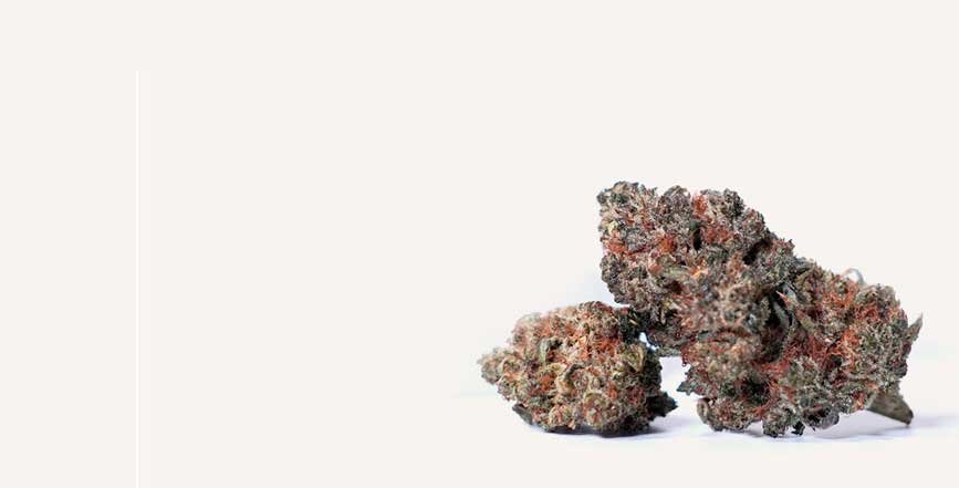 Buy Craft Cannabis online in Canada — Bulk Buddy