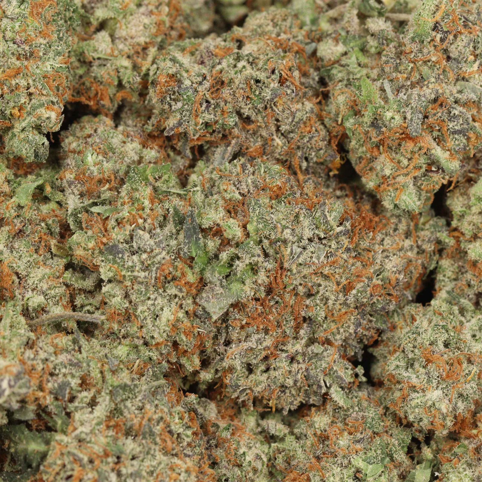 Critical Kush
