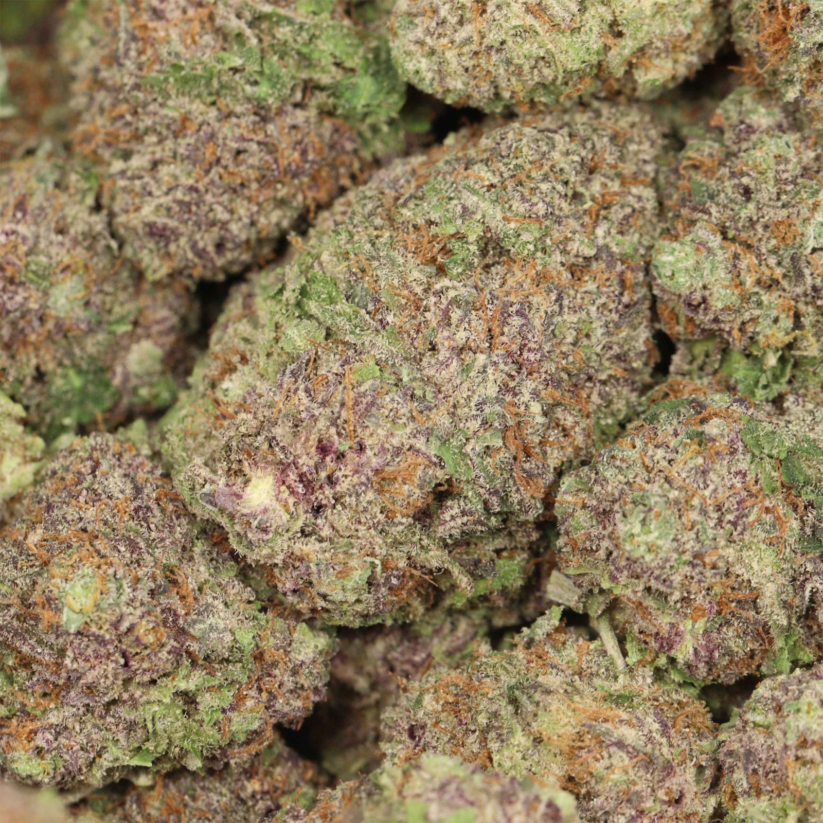 Purple Kush