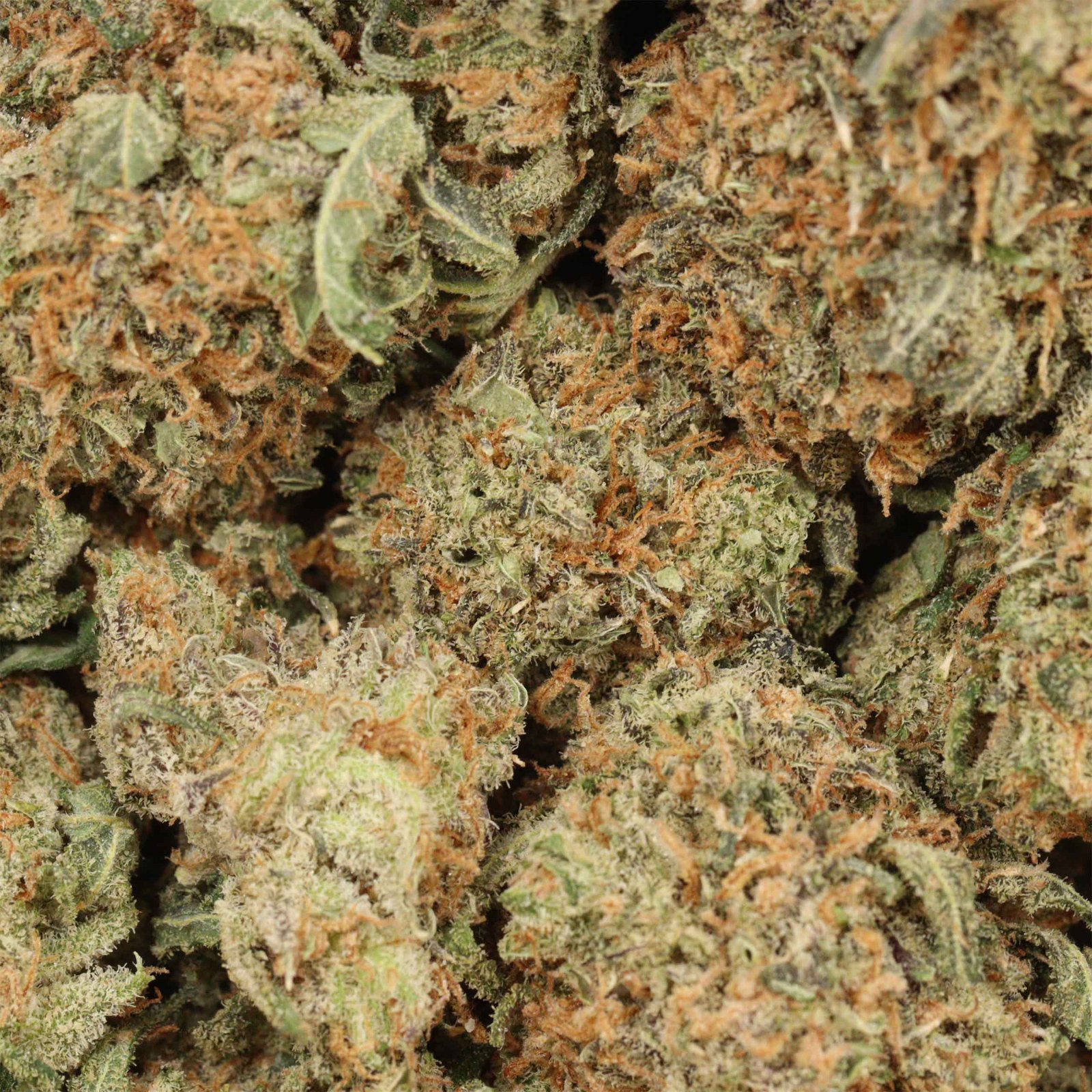 UBC Chemo Kush